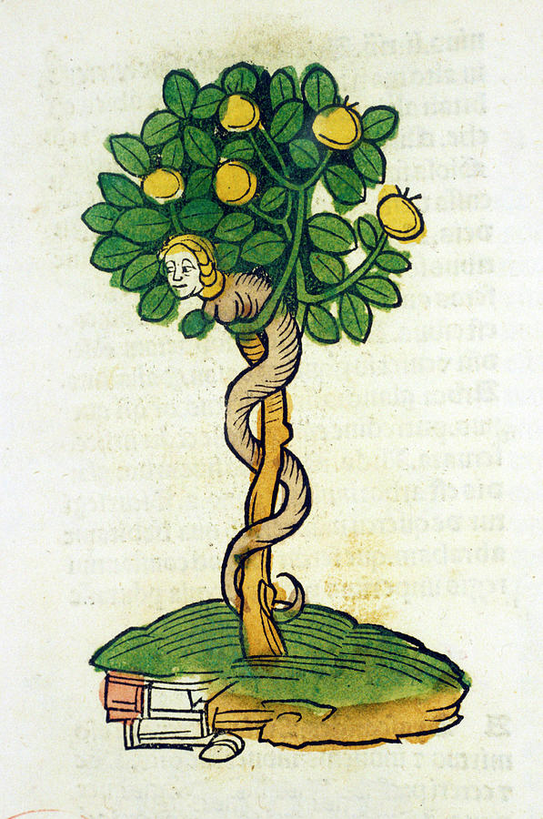 Tree Of Knowledge Photograph by National Library Of Medicine
