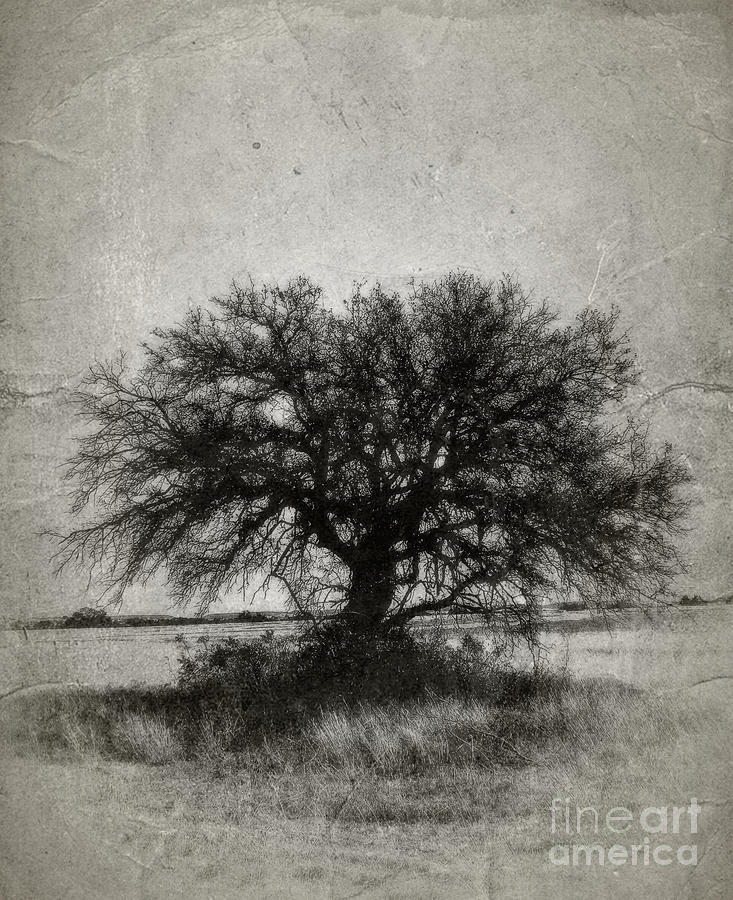 Tree Photograph - Tree of Life - No.1958v by Joe Finney