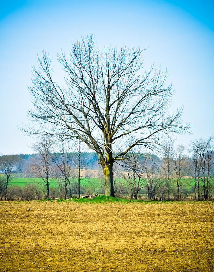 Tree Of Life Photograph By Bandc Photography - Fine Art America