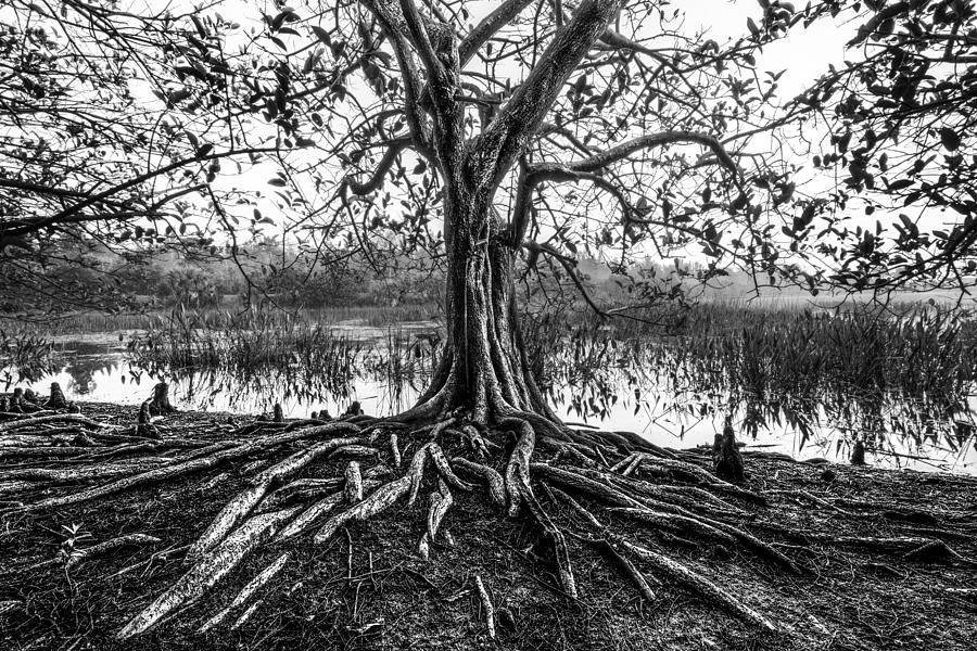 Tree of Life Photograph by Debra and Dave Vanderlaan