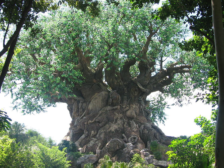 Tree of Life Photograph by Jessica Giesbrecht | Fine Art America