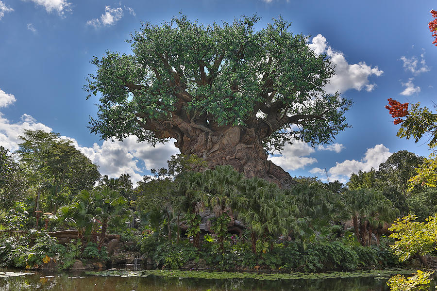 Tree of Life Photograph by Jimmy McDonald