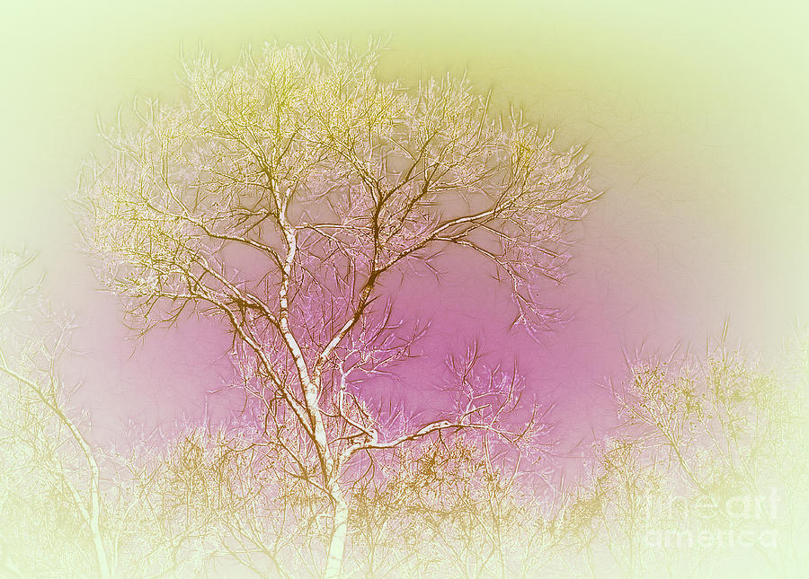 Tree of Life Photograph by Judi Bagwell