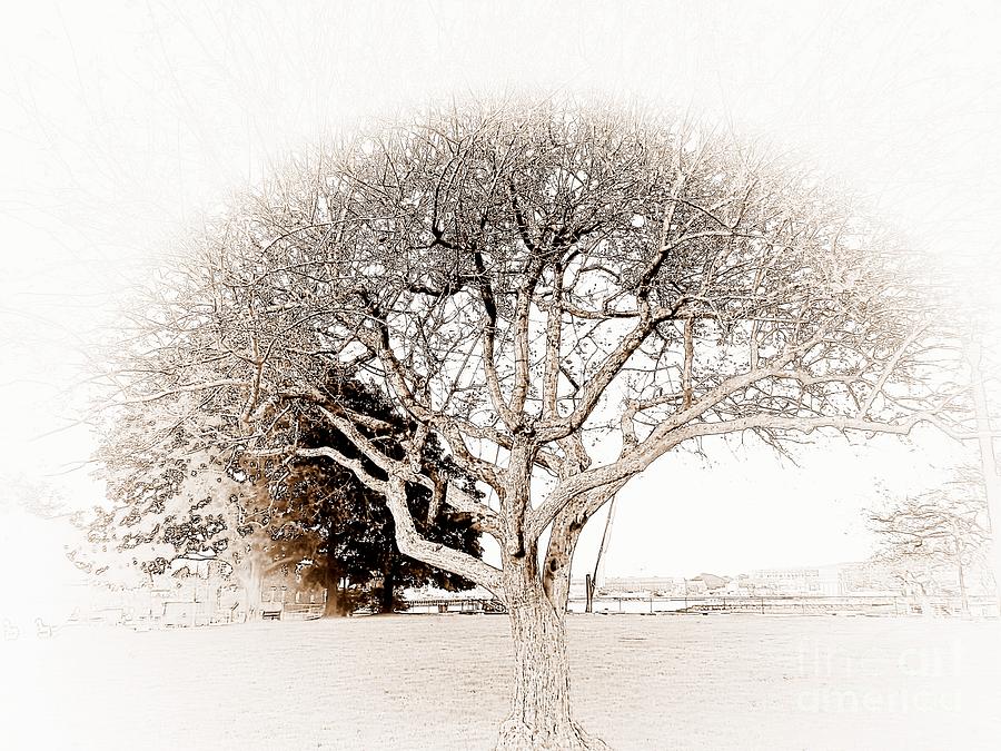 Tree of Life Photograph by Marcia Lee Jones