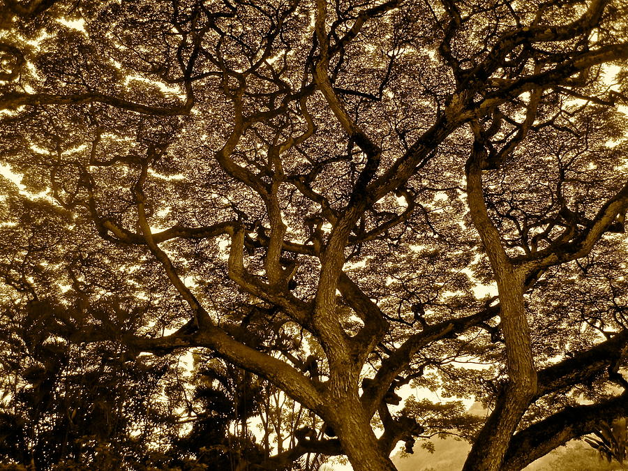 Tree of Life Photograph by Michael Cinnamond