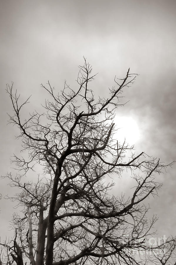 Winter Photograph - Tree of Life Past by Olivier Le Queinec