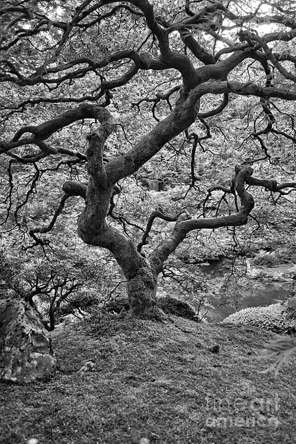 Tree Of Life Photograph