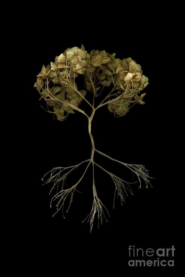 Nature Digital Art - Tree of life by Tim Kravel