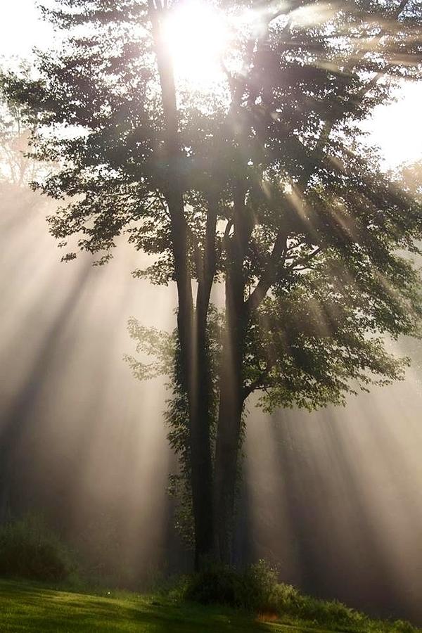 Tree of light Photograph by Gillis Cone
