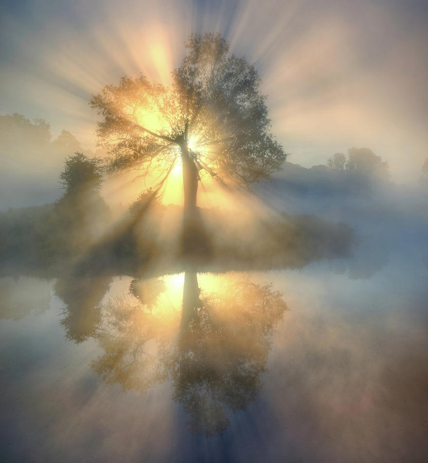 Tree Of Light Photograph by Keller