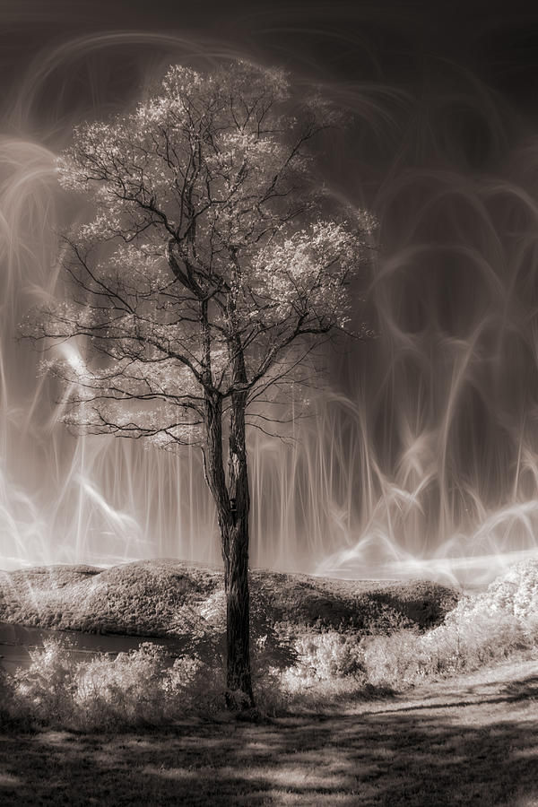 Tree of my dreams Photograph by Marzena Grabczynska Lorenc