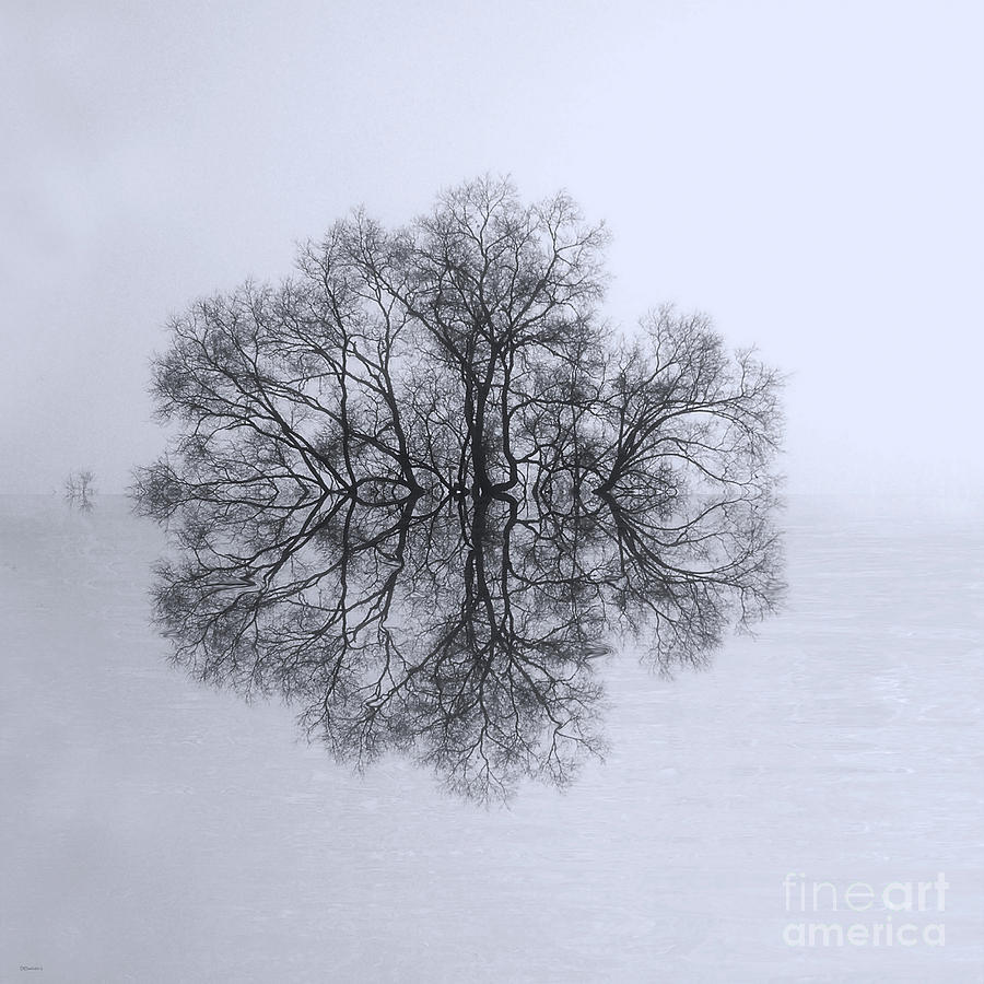 Tree of Reflection Photograph by Deborah Smith