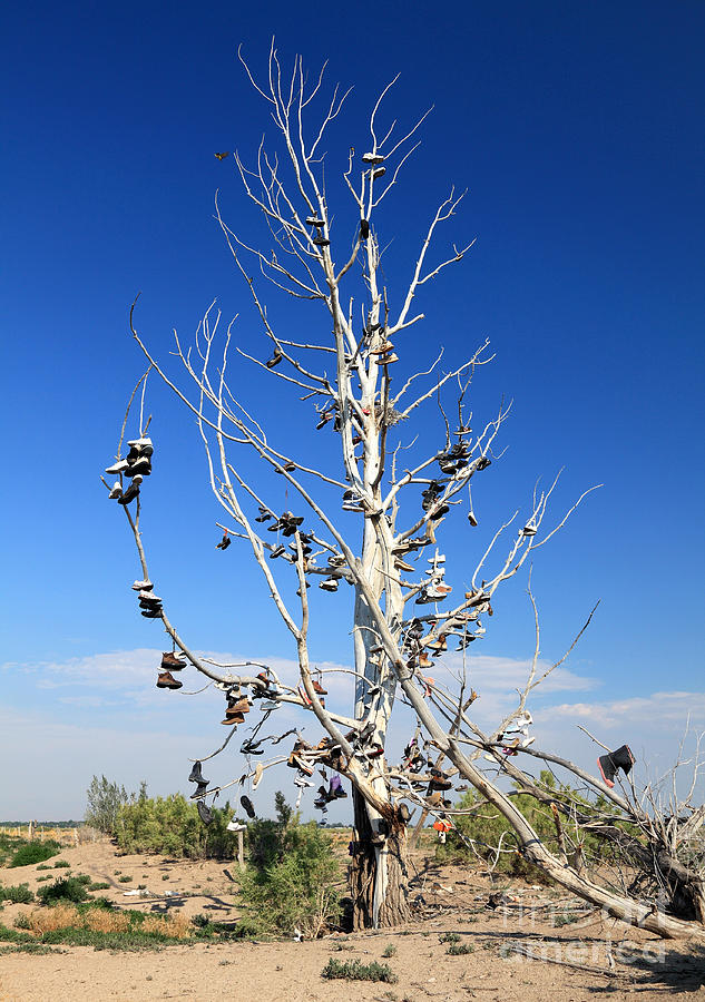 Tree of Shoes Photograph by Pattie Calfy