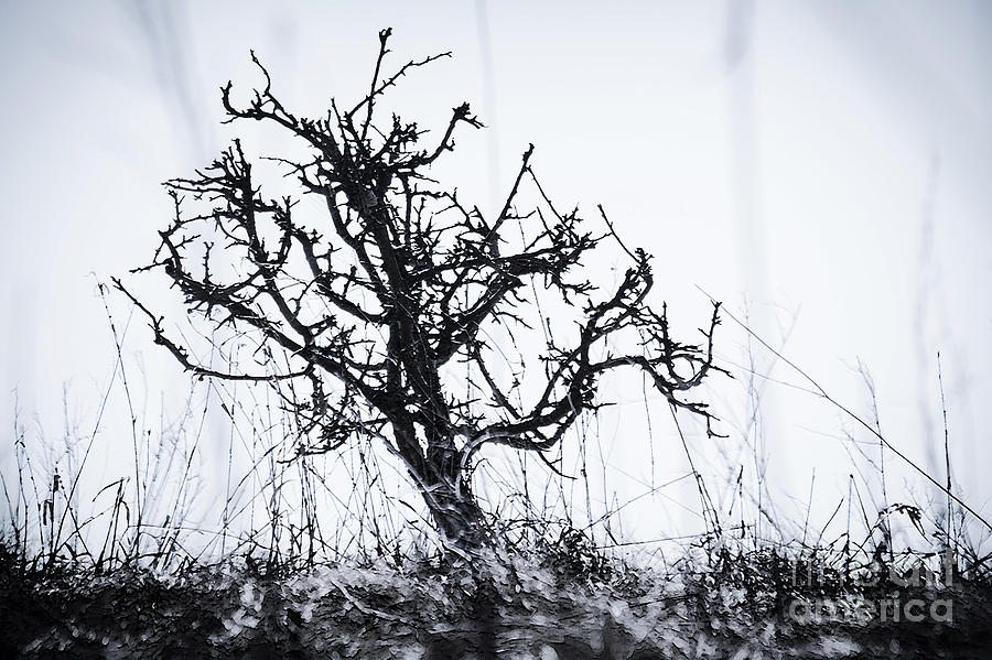 Tree Photograph - Tree Of Sorrow by Miss Dawn