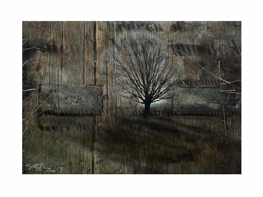 Tree Of Souls Photograph by Bob Salo