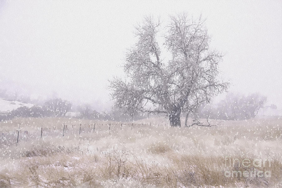 Tree of Storm Photograph by Kristal Kraft