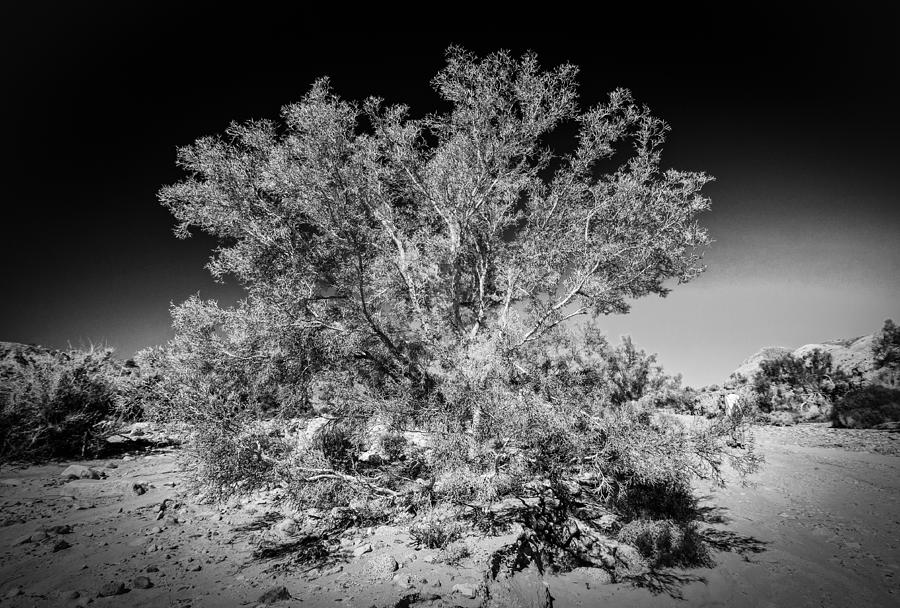 Tree of the Desert Photograph by Dave Hall
