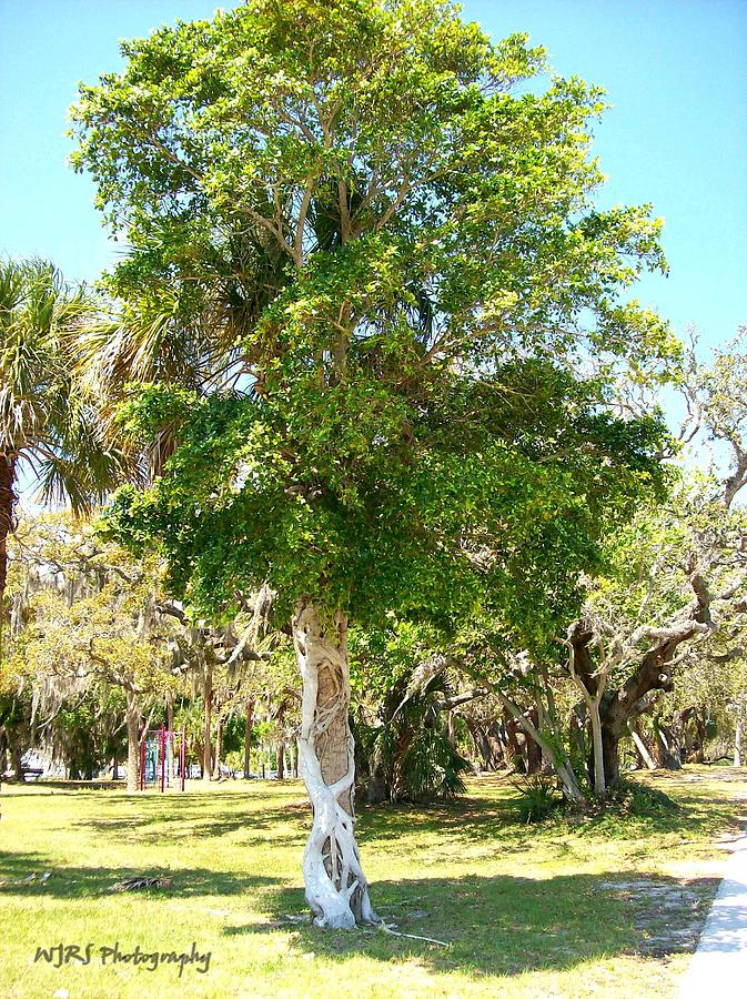 Tree of Unity Photograph by Walter Rickard - Pixels