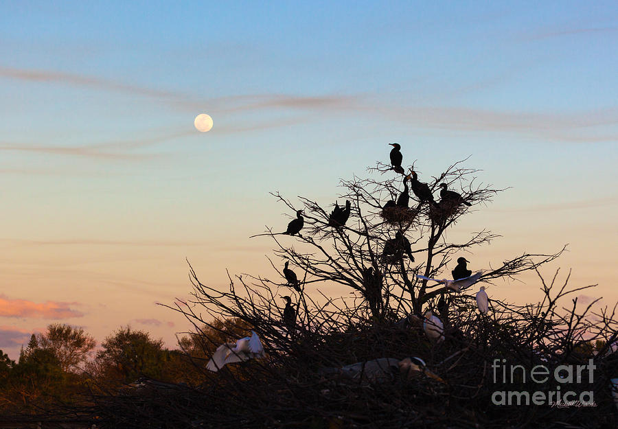 Sunset Photograph - Tree of Wildlife by Michelle Constantine