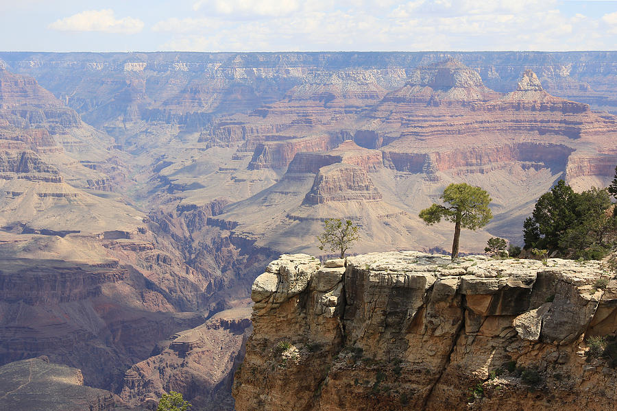 Tree On A Cliff At The Grand Canyon Photograph