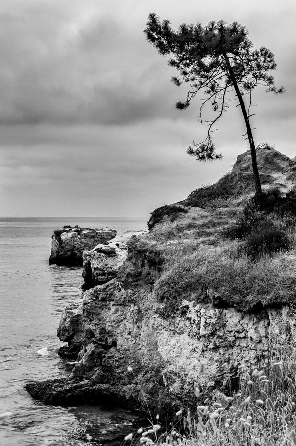 Tree On a Cliff I Photograph by Marco Oliveira