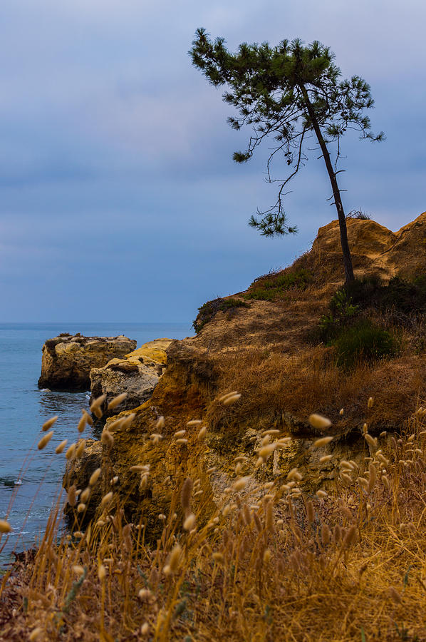 Tree On A Cliff II Photograph by Marco Oliveira