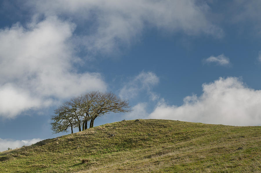 Tree on a Hill Photograph by Greg Nyquist