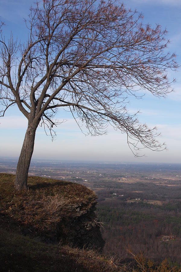 Tree on a Mountain Edge Photograph by Vadim Levin