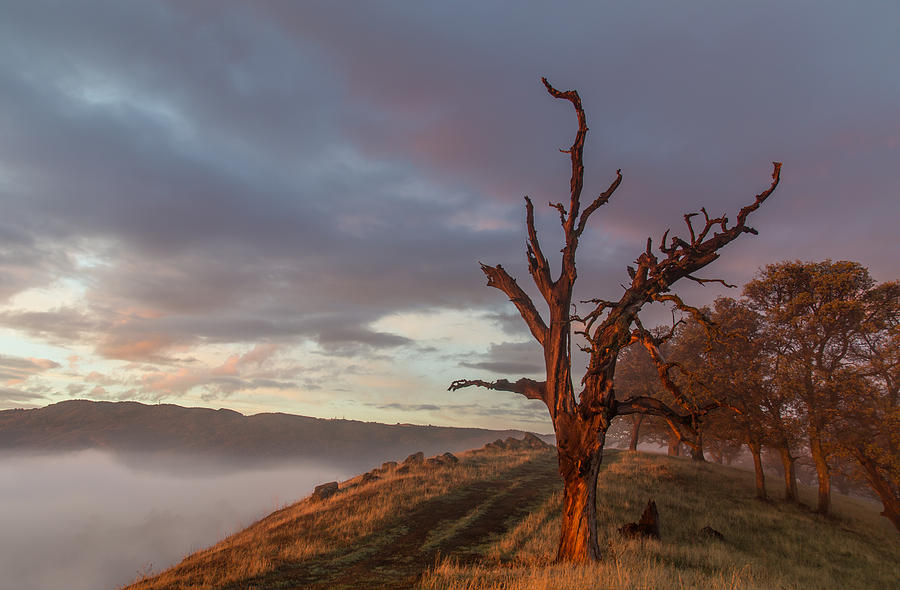 Tree on a Ridge at Sunrise Photograph by Marc Crumpler