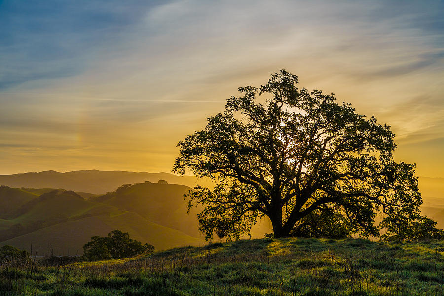 Sunset Photograph - Tree on a ridge by Sarit Sotangkur