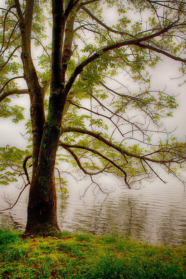 Tree on Abbotts Lake Photograph by Dan Carmichael