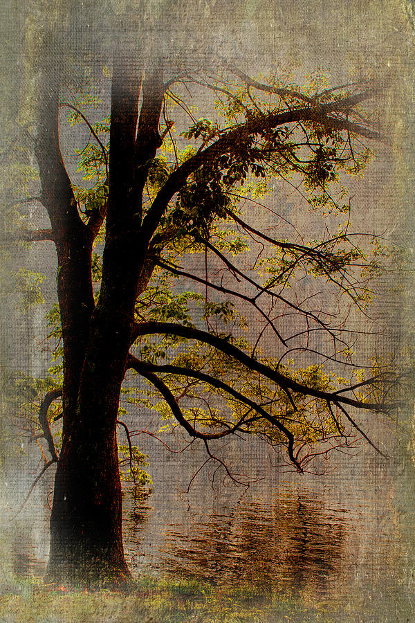 Tree on Abbotts Lake LD Painting by Dan Carmichael