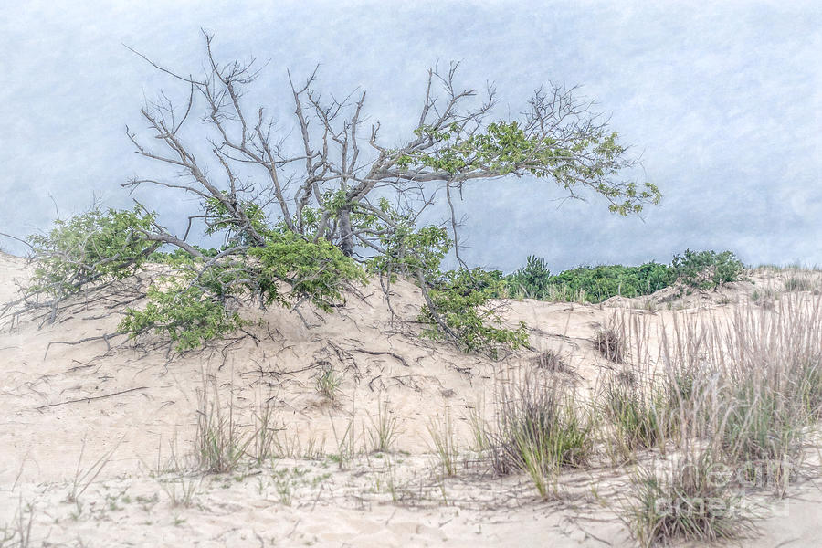 Tree on Beach Watercolor Digital Art by Randy Steele