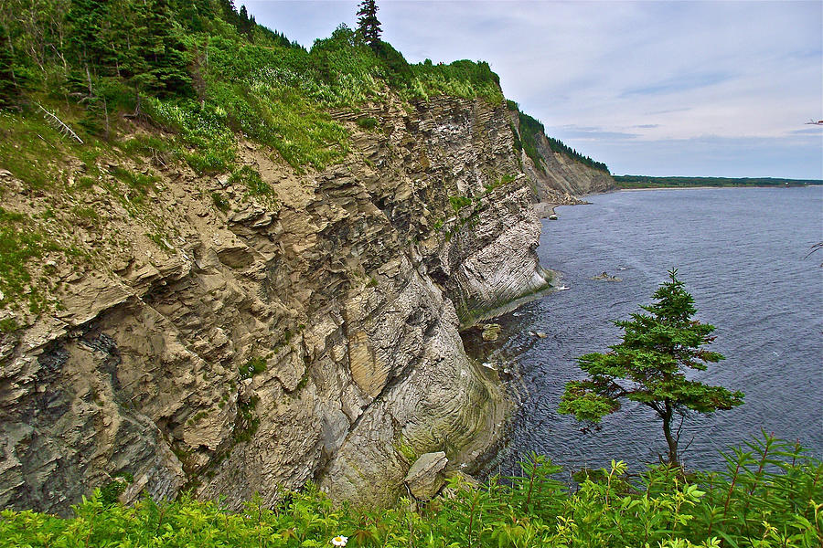 Tree on Cap-Bon-Ami in Forillon National Park, Quebec, Canada Photograph by Ruth Hager