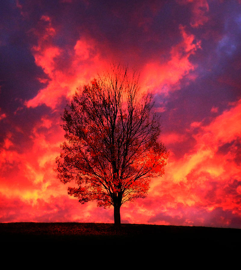 Tree on Fire Photograph by Lisa Lambert-Shank