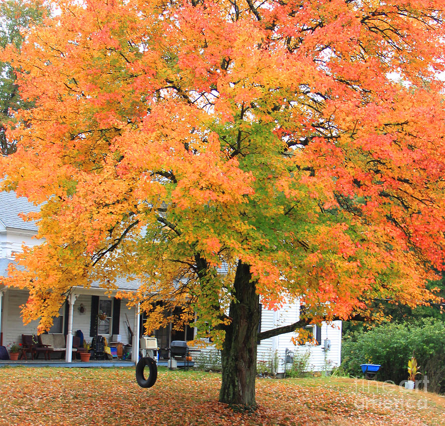 Tree On Fire Photograph by Michael Mooney