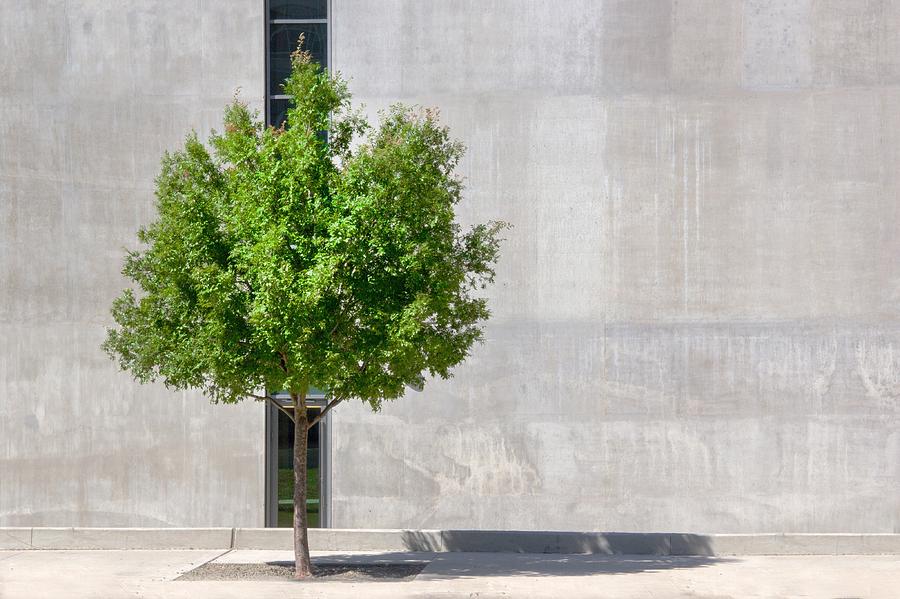 Tree On Footpath Against Building In City Photograph by Martina Birnbaum / EyeEm