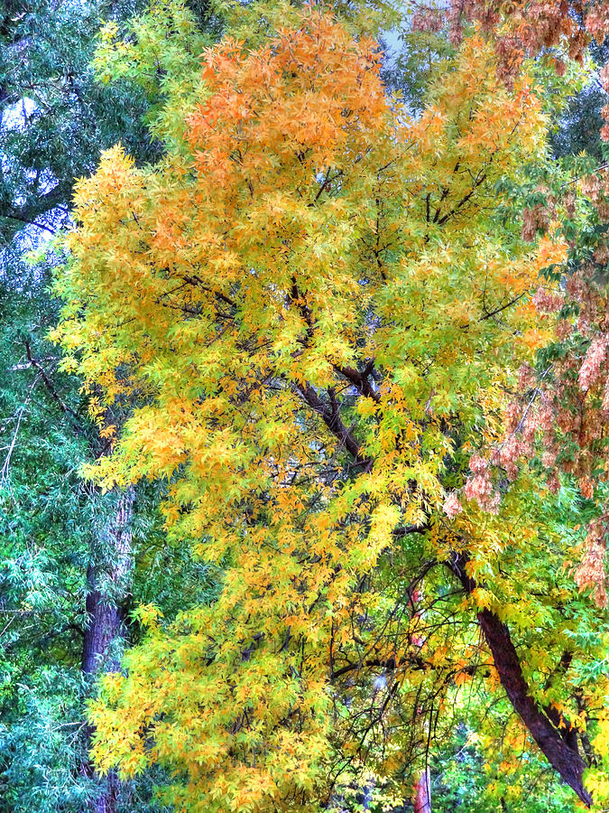 Tree on Fountain Creek Photograph by Lanita Williams