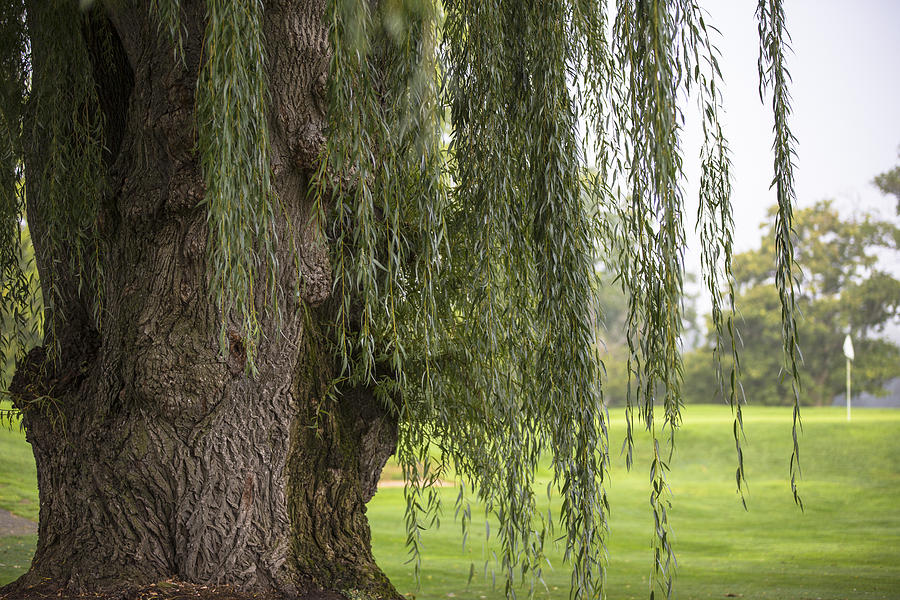 Tree on Golf Course Photograph by John McGraw