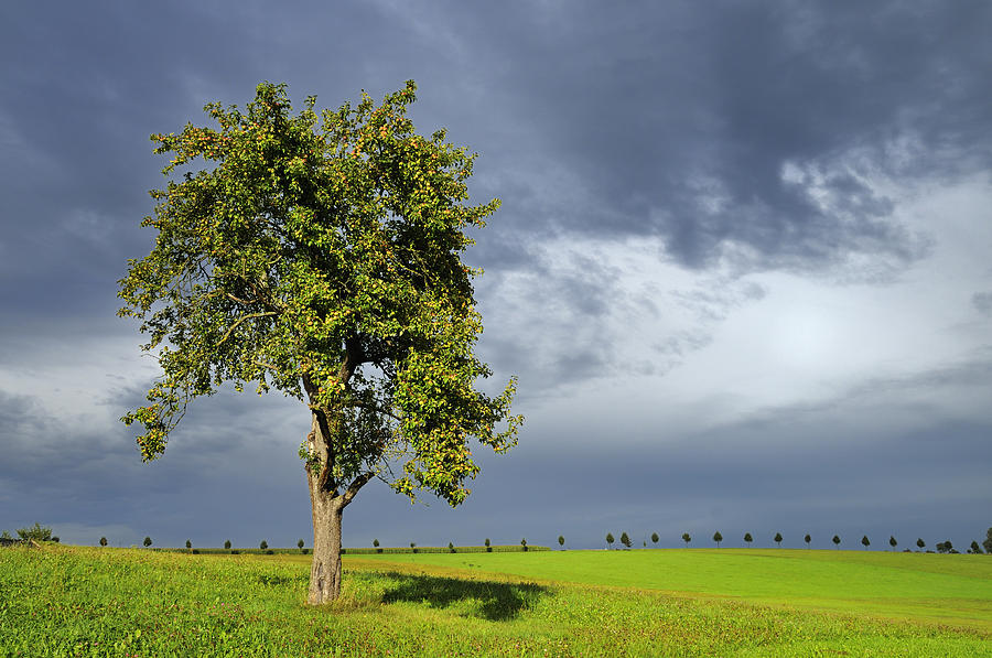 Tree on green grass - dramatic dark sky Photograph by Matthias Hauser