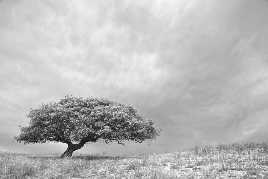 Nature Photograph - Tree on Hill by Raphael Bruckner