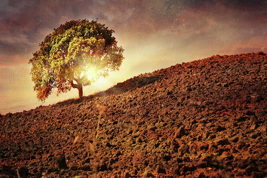 Tree On Hill Slope Photograph by Just A Click