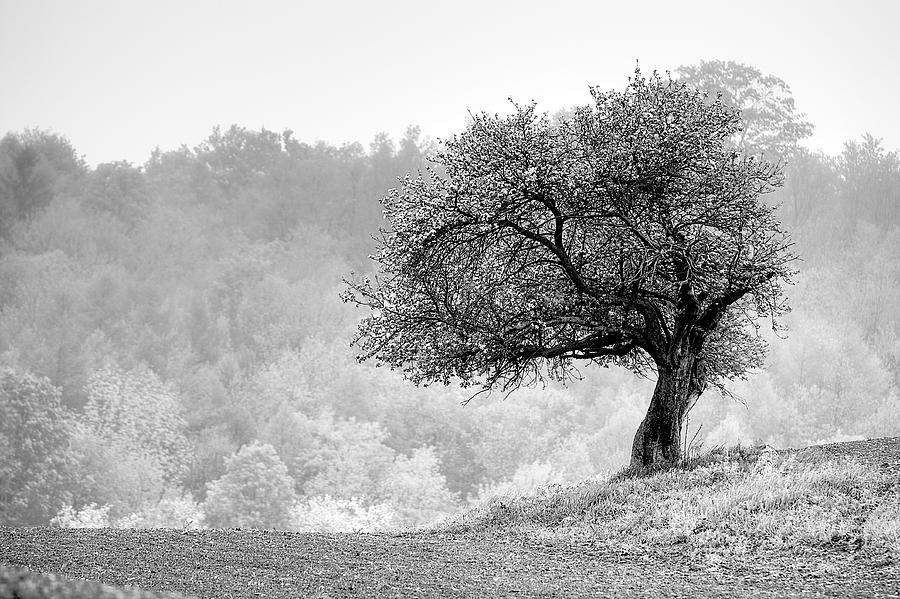 Tree On Marilla Hill Photograph by Don Nieman Tree On Marilla Hill Photograph by Don Nieman
