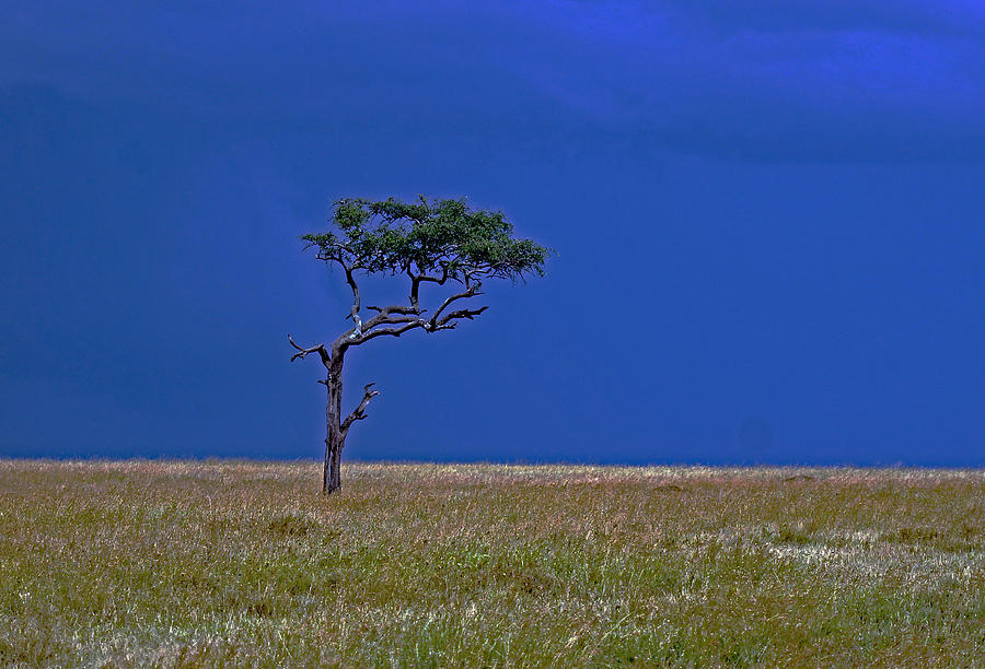 Tree on Serengeti Photograph by Tony Murtagh