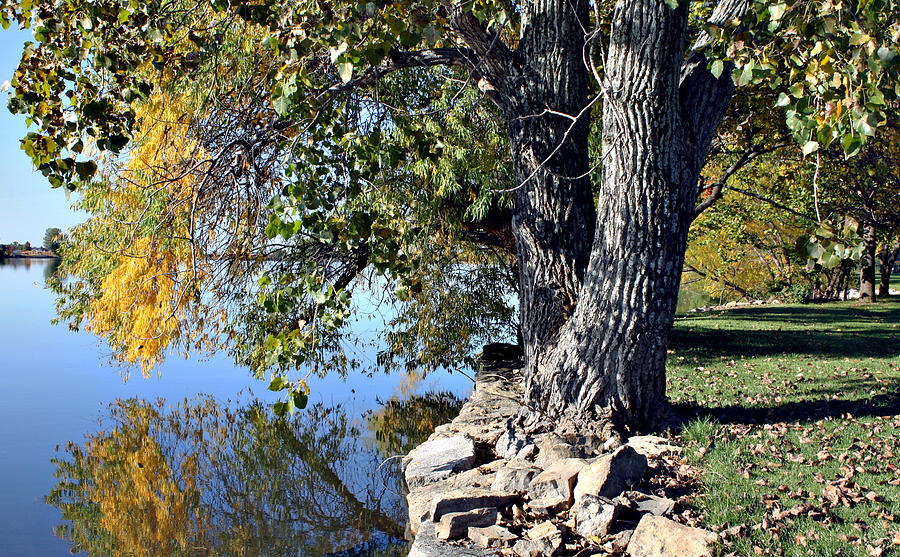 Fall Photograph - Tree on Silver Lake by Ellen Tully