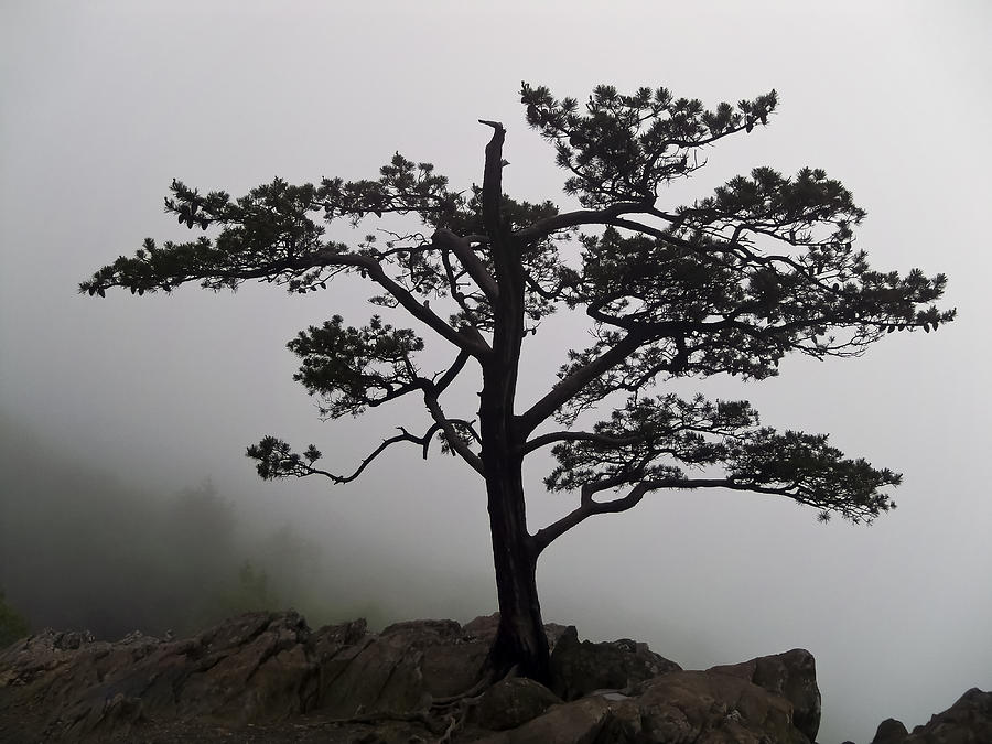 Tree on the Blue Ridge Parkway Photograph by Greg Reed