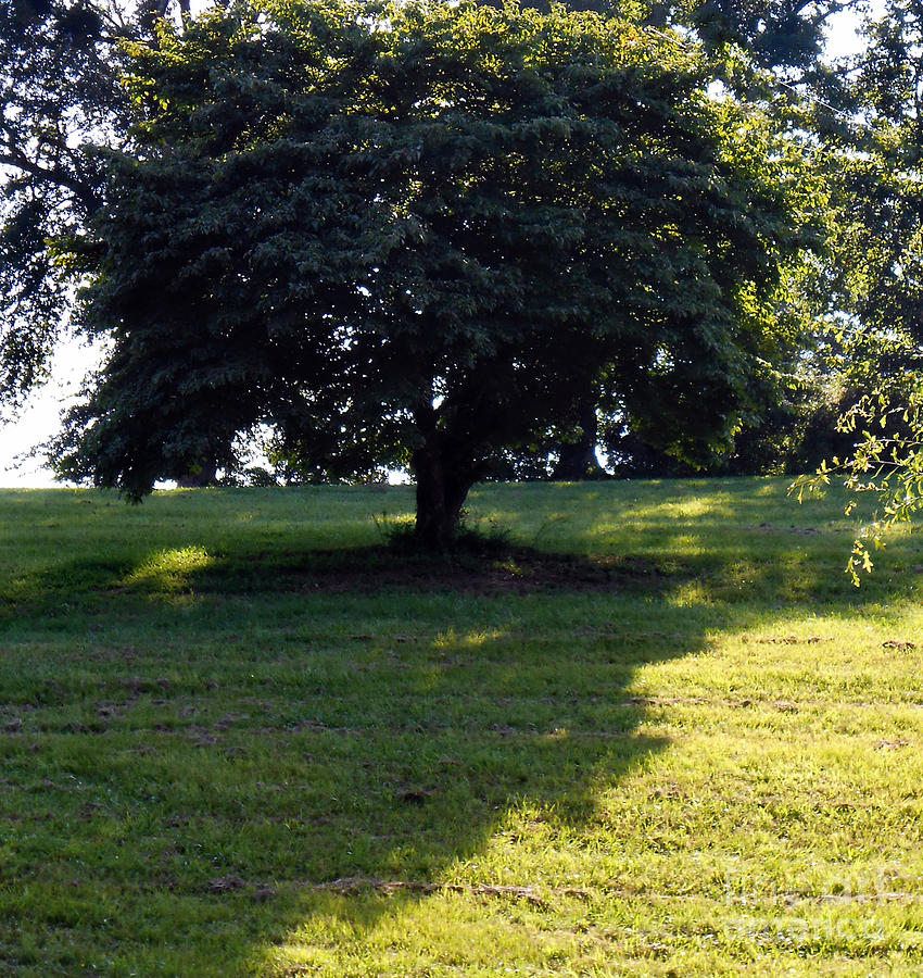 Tree On The Hill Photograph By Eva Thomas - Fine Art America