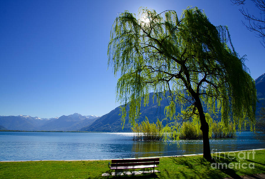 Tree on the lakefront Photograph by Mats Silvan
