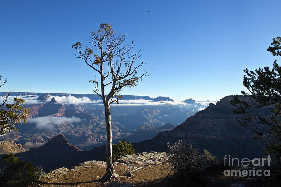 Grand Canyon National Park Photograph - Tree on the Rim of the Grand Canyon by David Arment