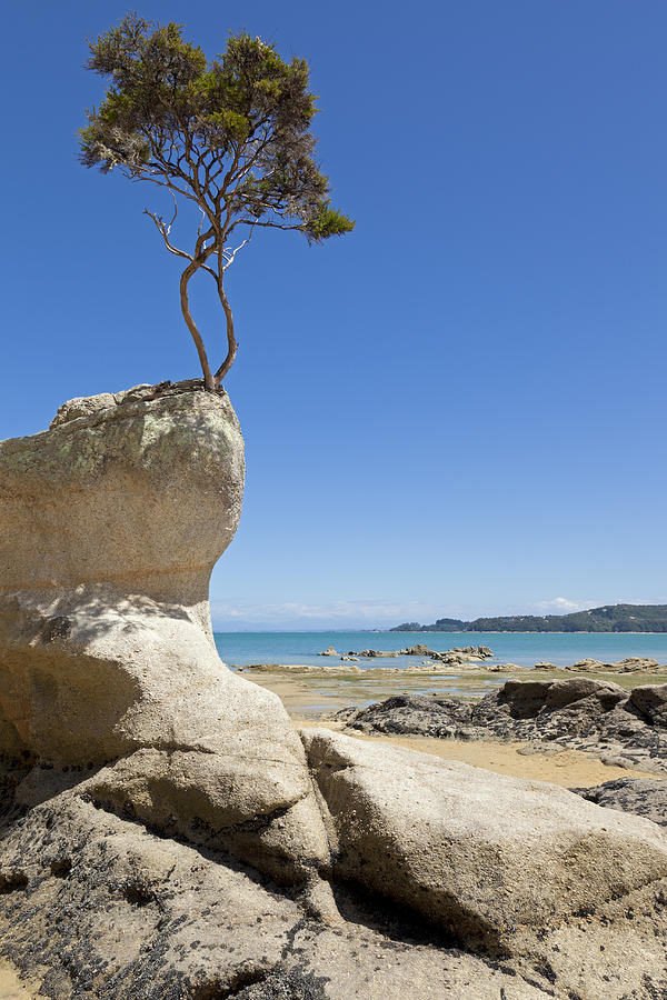 Tree on the rock  Photograph by Alexey Stiop